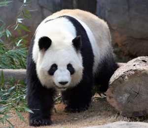 Giant Panda